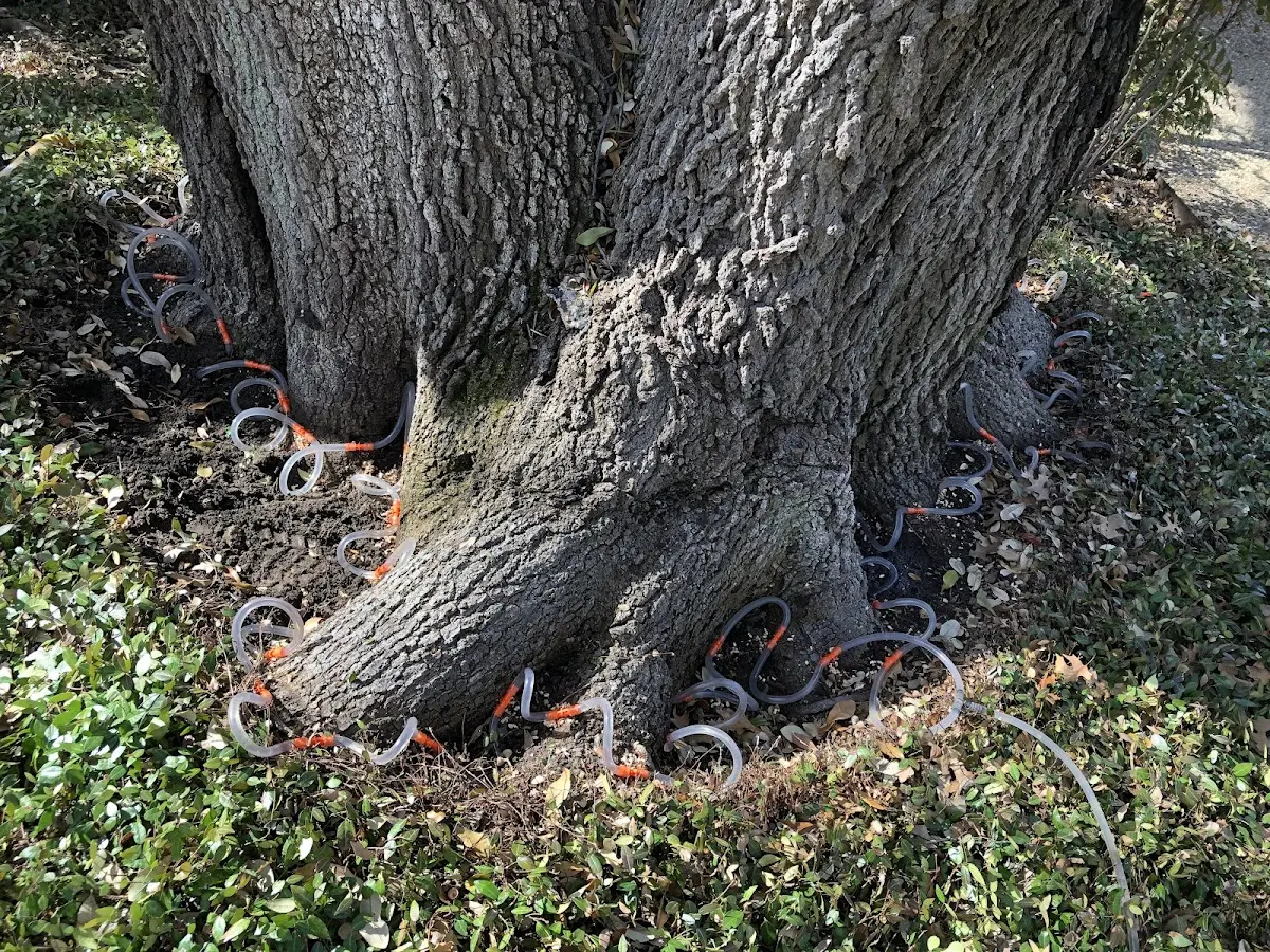 Detailed Tree Cabling and Bracing job site in Round Lake