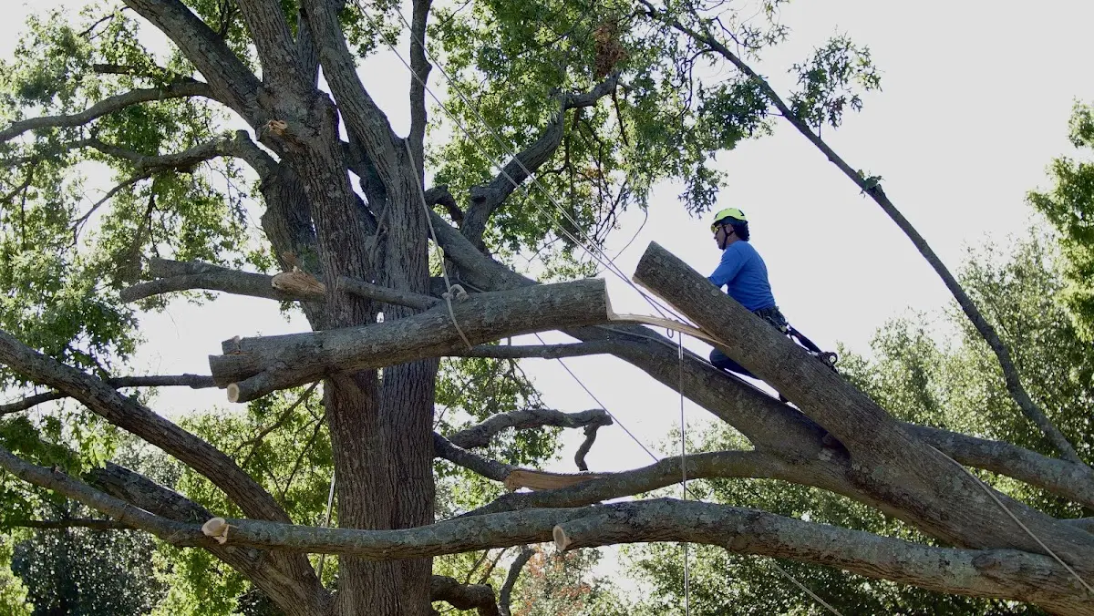 Professional Hazardous Tree Removal performed by certified arborists in Round Lake